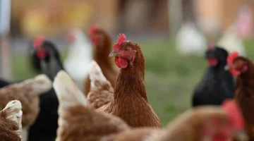 أسعار الدواجن والبيض تشتد في 4 ديسمبر 2025 وتأثيرها على الأسواق المحلية 1